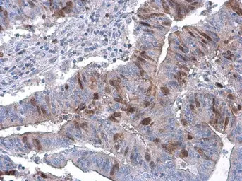 Cyclin A2 antibody [GT2547]