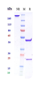 Anti-KID3 Reference Antibody 抗