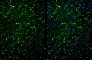TMEM119 antibody [HL2415]