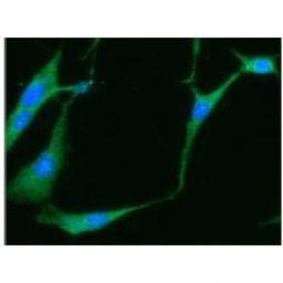 NSE antibody [AT17D10]