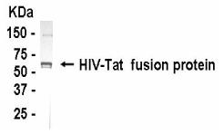 tat Antibody 抗体，orb1254141，Bio