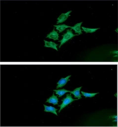 ENO1 + ENO2 antibody [AT1G7]