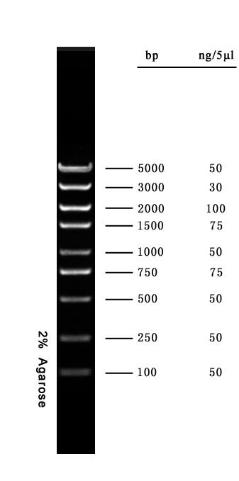 BM5000+ DNA Marker
