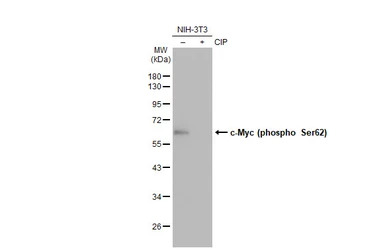 c-Myc (phospho Ser62) antibody