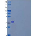 小鼠M-CSF/CSF1重组蛋白