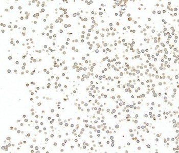 CD48 Antibody 抗体，orb1784565，Bi