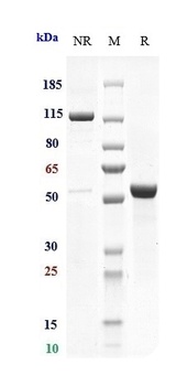 Anti-TSPAN26 / CD37 Reference 