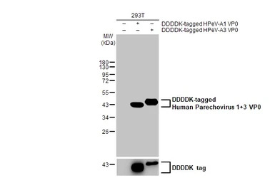 Human Parechovirus 1+3 VP0 ant