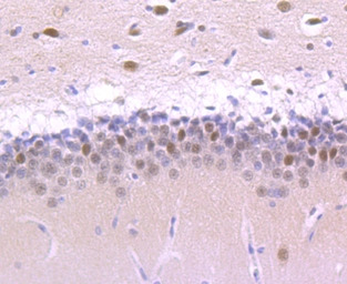 Cullin 1 antibody [JM72-30]