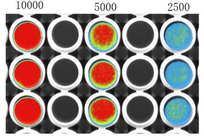 SW480-LUC 的Luciferase检测报告图