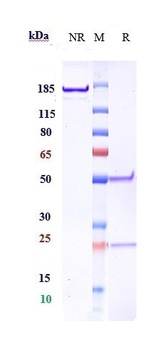 Anti-IGF1R / CD221 Reference A