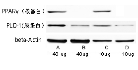 超强RIPA裂解液 超强RIPA裂解液