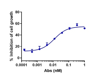 Anti-CLDN6 Reference Antibody 