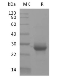 Human K-Ras (G12V mutant) prot