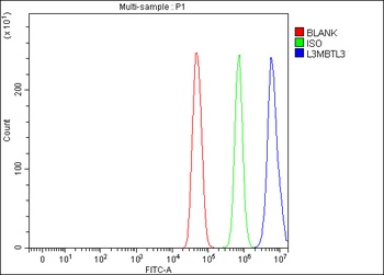 Anti-L3MBTL3 Antibody 抗体，orb17