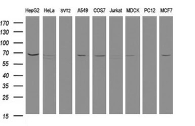 MTMR2 antibody [1F10]