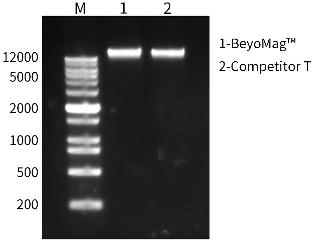 BeyoMag™磁珠法血液基因组DNA抽提试剂盒