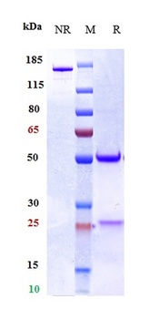Anti-IL-33 Reference Antibody 