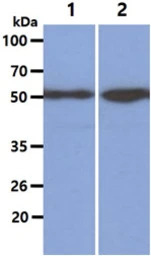 KLF4 antibody [AT4E6]
