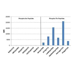 Phosphothreonine antibody [RM1