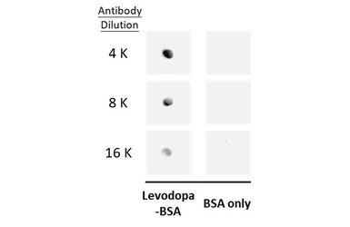L-DOPA antibody