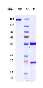 Anti-MRC2 / CD280 Reference An