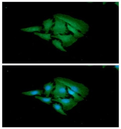 Adenylate kinase 1 antibody [A