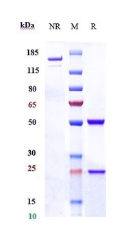 Anti-CD98 Reference Antibody 抗