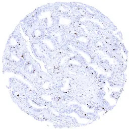 MCM7 antibody [MSVA-507R] Hist