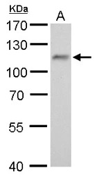 O-GlcNAc transferase antibody 