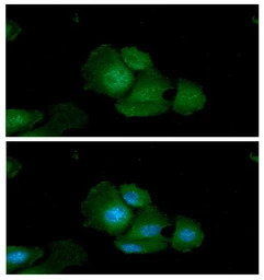 Adenylate kinase 1 antibody [A