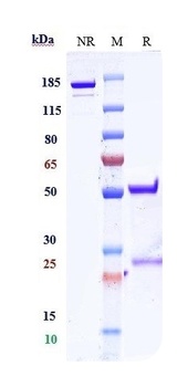 Anti-FOLR1 Reference Antibody 