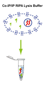 普通RIPA裂解液 普通RIPA裂解液