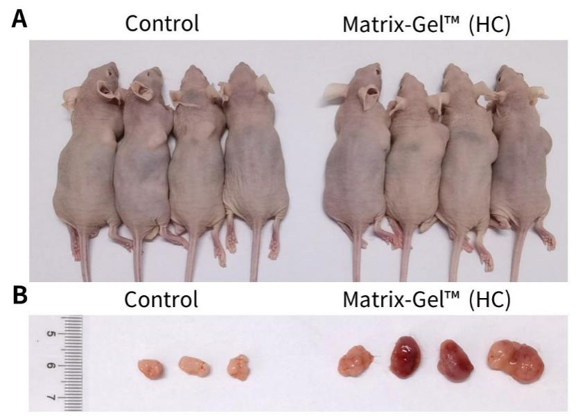 Matrix-Gel™基质胶(标准型，含酚红)