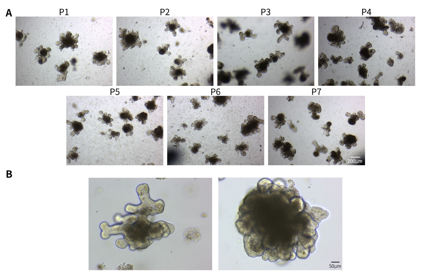 Matrix-Gel™基质胶(标准型，含酚红)