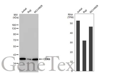 CDK6 antibody [HL2078]