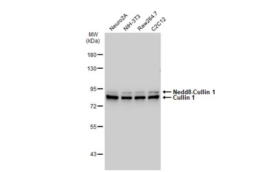 Cullin 1 antibody [JM72-30]