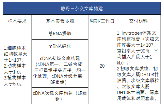 酵母三杂交文库构建 - 服务内容