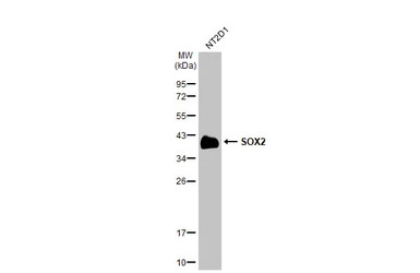 SOX2 antibody [HL1193]