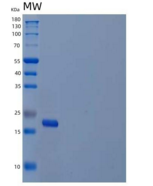 人白介素20(IL20)重组蛋白