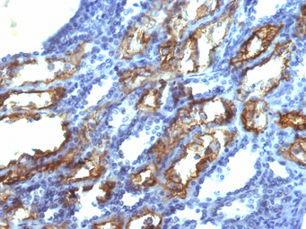 Interferon gamma antibody [IFN