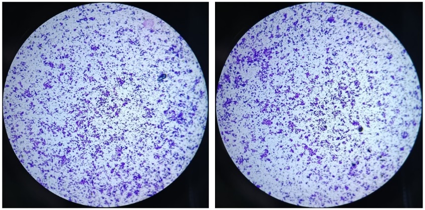 Matrix-Gel™基质胶(标准型，含酚红)