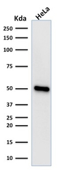 FOXA1 antibody [FOXA1/1518]