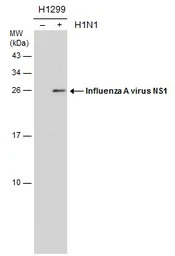 Influenza A virus NS1 (nonstru