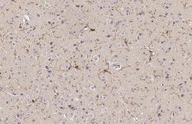 TMEM119 antibody [HL2415]