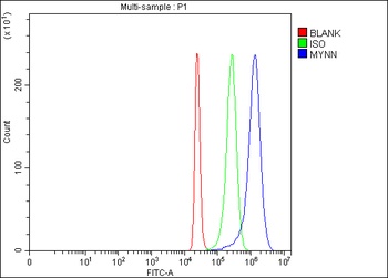 Anti-MYNN Antibody 抗体，orb17860