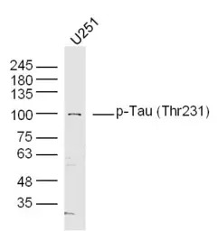 Tau (phospho Thr231) antibody