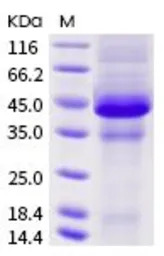 Human TACI (ECD) protein, huma