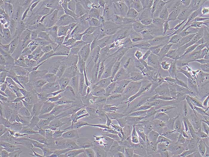 MCF-10A细胞图片