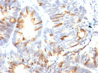 MUC2 antibody [CCP58]